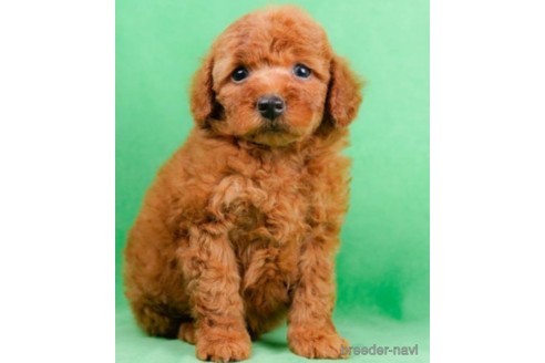 成約済の東京都のトイプードル-225166の1枚目